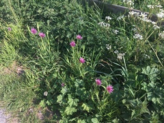 Tragopogon porrifolius
