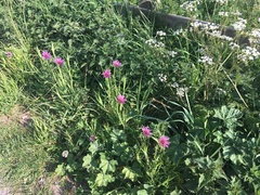 Tragopogon porrifolius