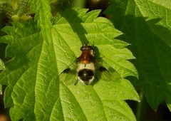 Leucozona lucorum