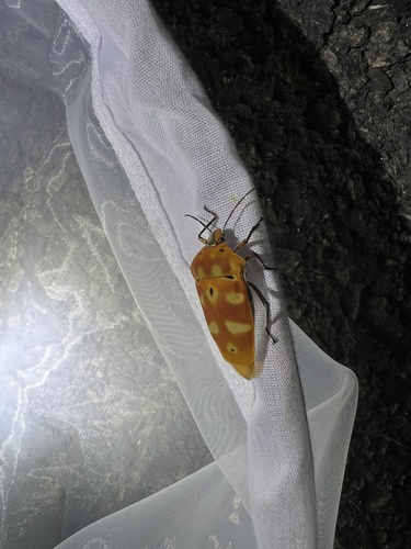 ocellated shield bug