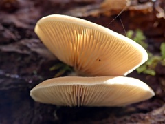 Crepidotus nephrodes