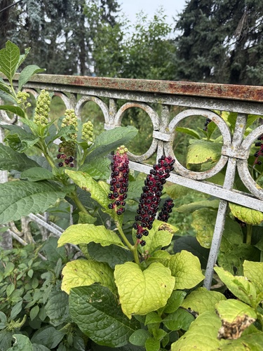 Indian Pokeweed
