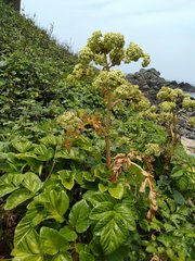 Angelica hirsutiflora