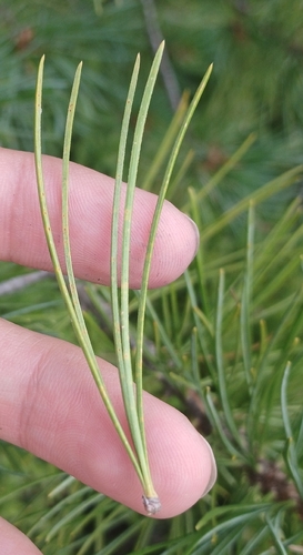 Pinus cembra
