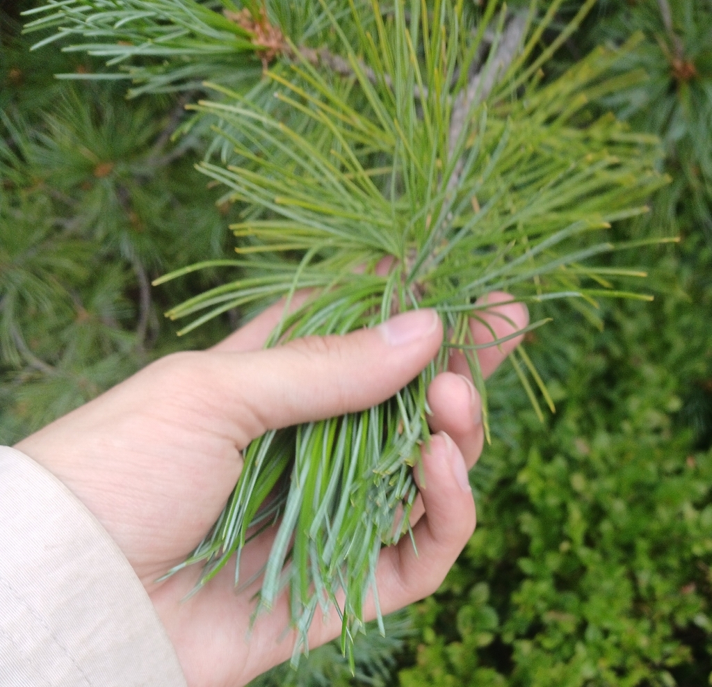 Pinus cembra; photograph author not stated, no rights reserved