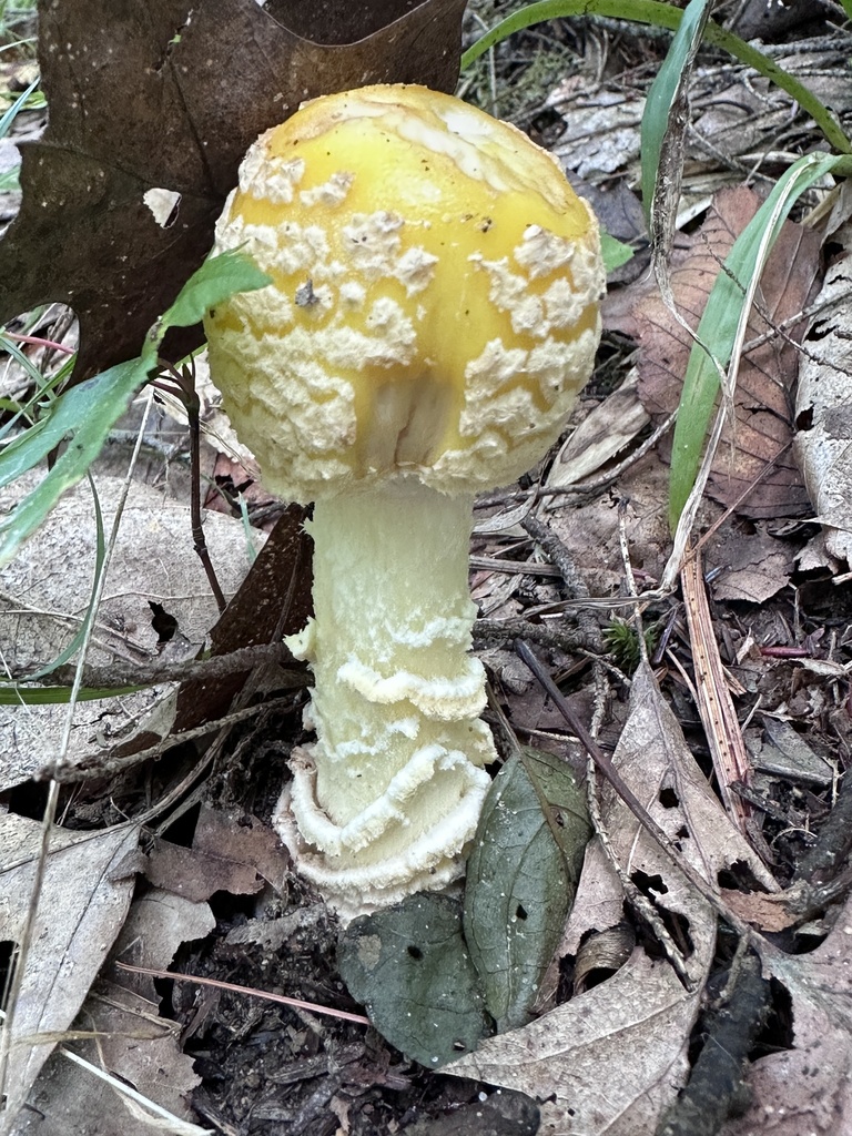 American Yellow Fly Agaric · August 2026 · photo: Photo: (c) LJ Moore-McClelland, some rights reserved (CC BY) · iNaturalist