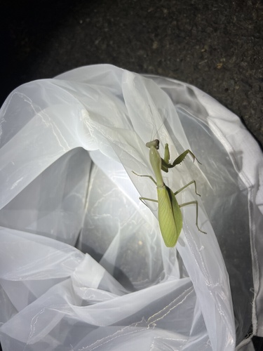 Chinese Reddish Mantis