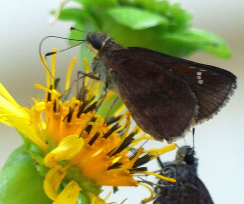 Clouded Skipper