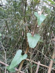 Aristolochia shimadae