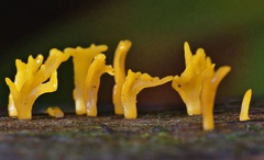 Calocera sinensis