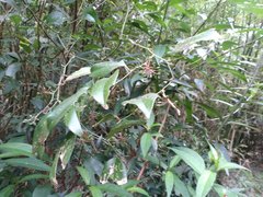 Smilax lanceifolia