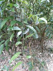 Smilax lanceifolia
