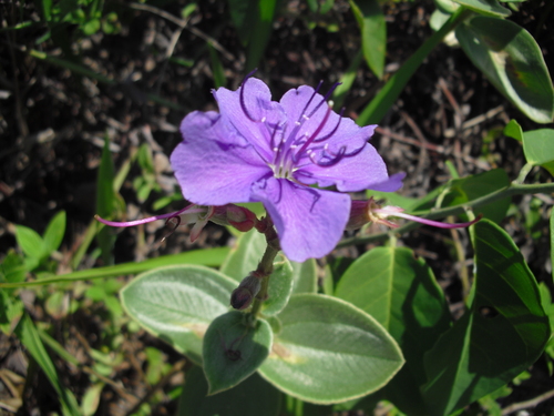 Tibouchina clavata
