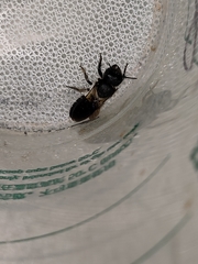 Megachile disjunctiformis