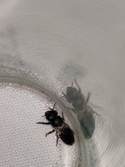 Megachile disjunctiformis