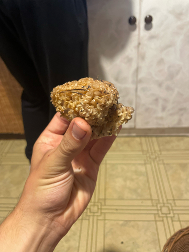 Cauliflower Fungus