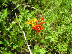 Epidendrum fulgens
