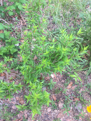 Anisacanthus quadrifidus wrightii