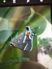 Strymon acis bartrami