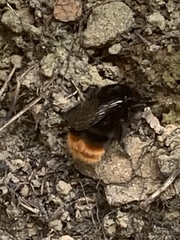 Bombus lapidarius