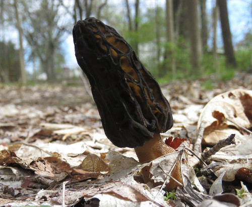 black morel