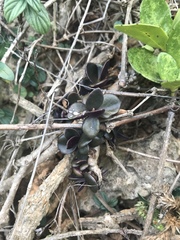 Kalanchoe garambiensis