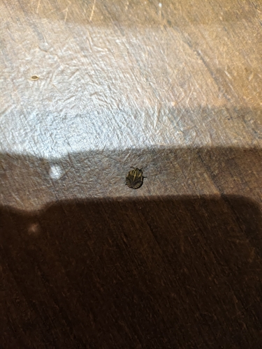 Continental Striped Shield Bug