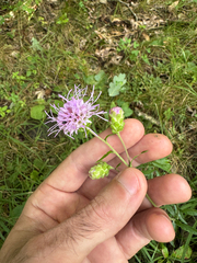 Liatris scariosa, photograph (c) Kevin Speray, some rights reserved (CC BY)