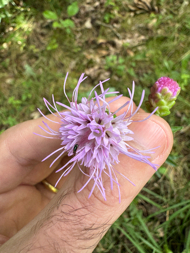 Liatris scariosa, photograph 6