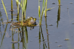 Pelophylax