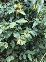 Lonicera hypoglauca