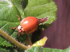 Harmonia axyridis
