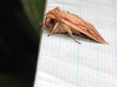 Mythimna decisissima