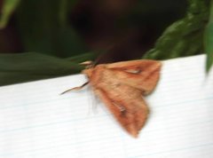 Mythimna decisissima