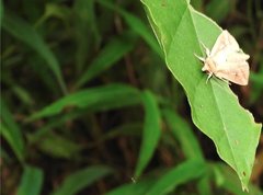 Mythimna decisissima