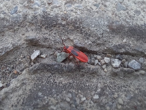 Mediterranean red bug