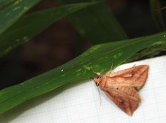 Mythimna decisissima