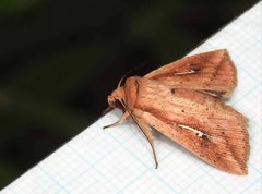 Mythimna decisissima