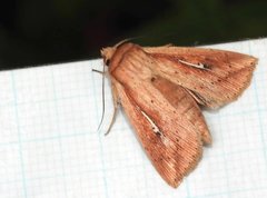 Mythimna decisissima