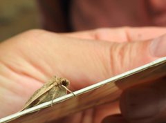 Mythimna decisissima