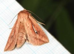 Mythimna decisissima