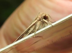 Mythimna decisissima