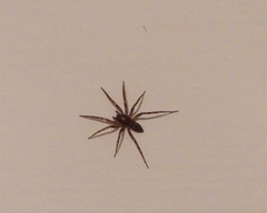 Liocranum rupicola