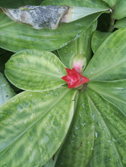 Costus osae