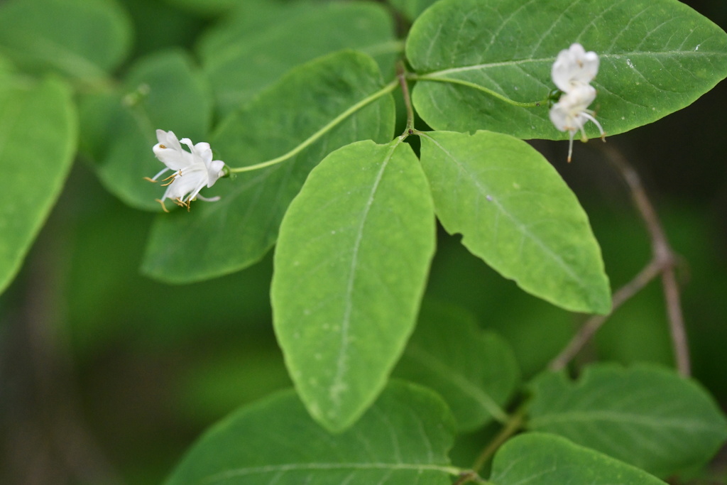 Lonicera nigra; photograph (c) Flavien Saboureau, some rights reserved (CC BY)
