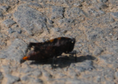 Thymochares bolivari