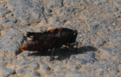 Thymochares bolivari