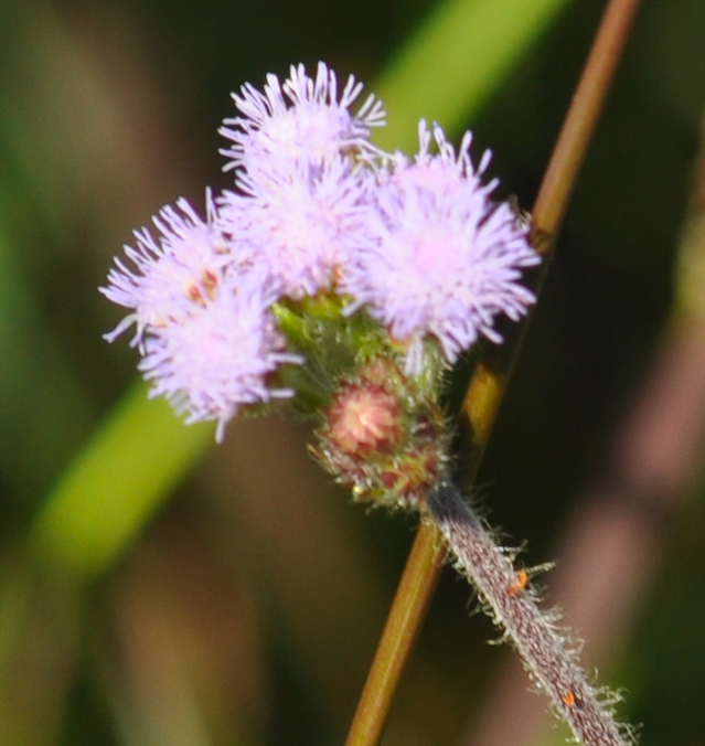 billygoat weed from Moramanga District, Madagaskar on January 17, 2019 ...