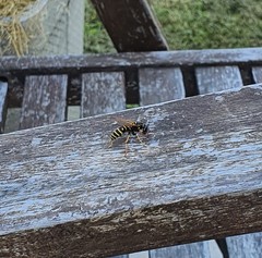 Polistes gallicus