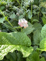 Symphytum × uplandicum